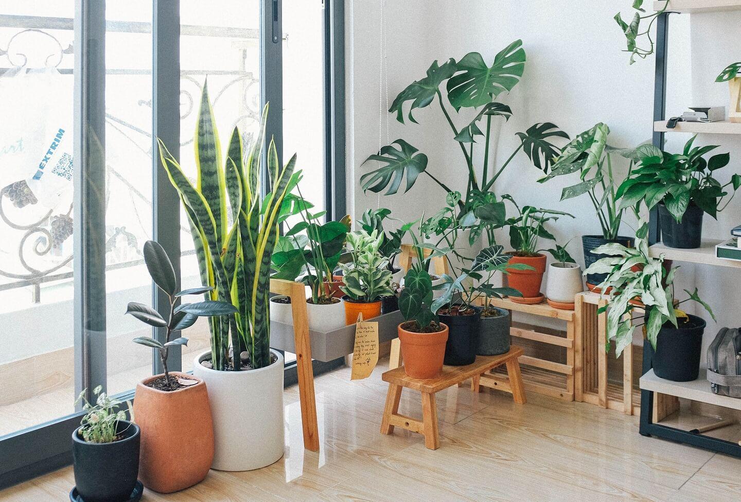 15 plantas perfectas para colocar en la cocina y decorar